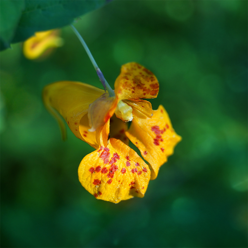 jewelweed