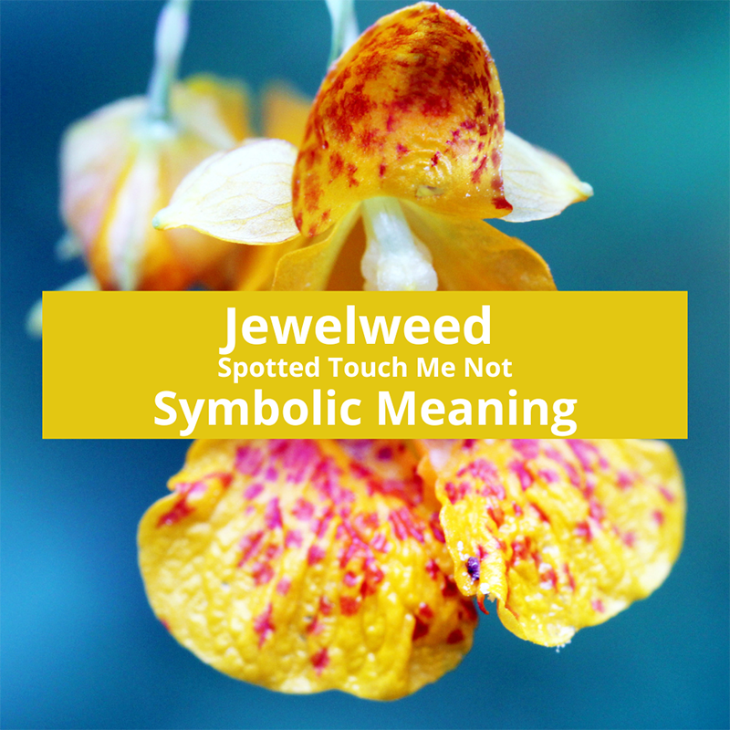 jewelweed-symbolic-meaning
