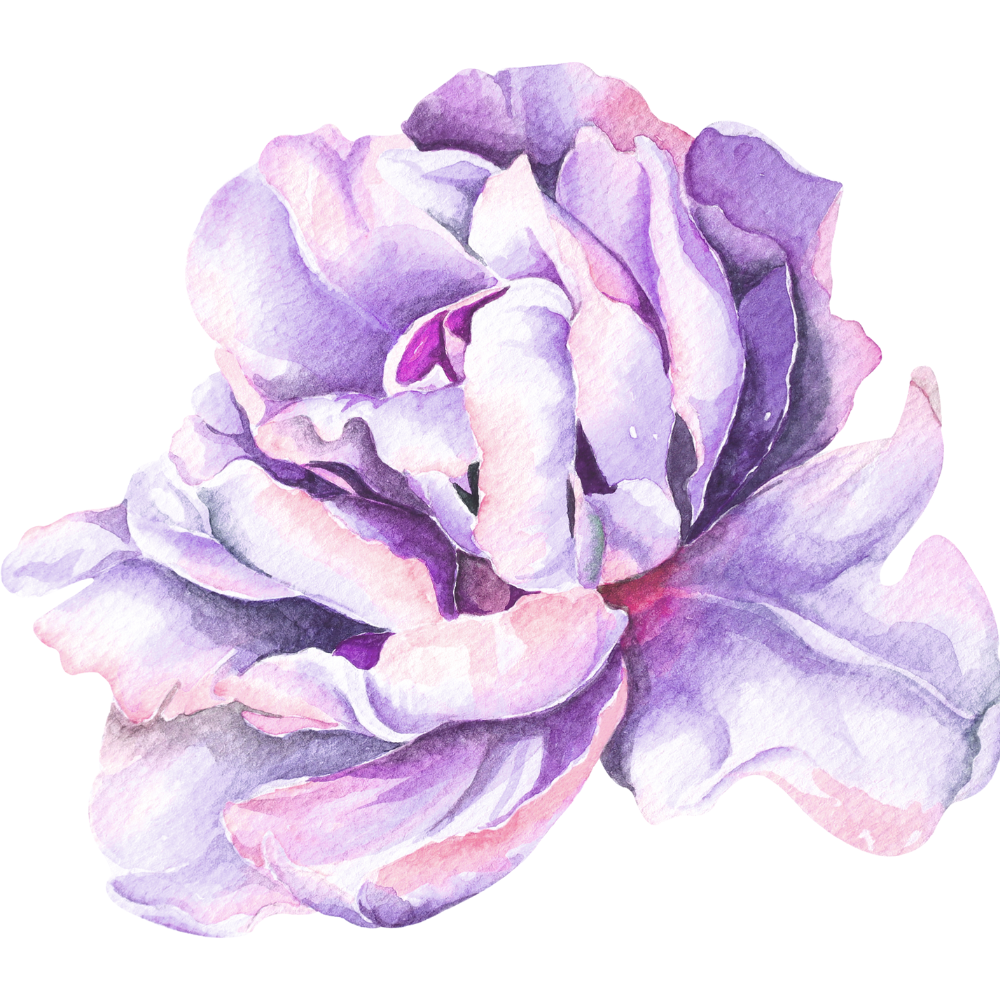 lavendar-peony-flower-