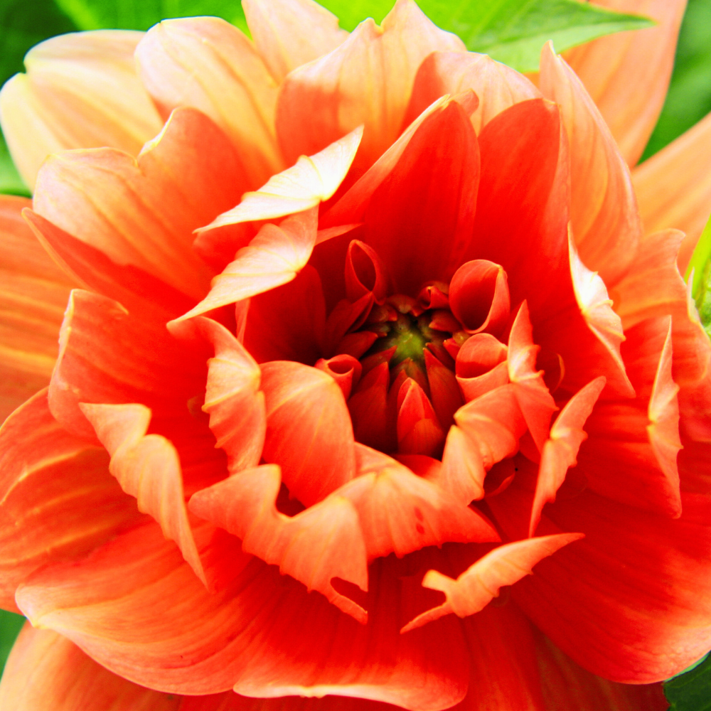 orange-peony-flower-