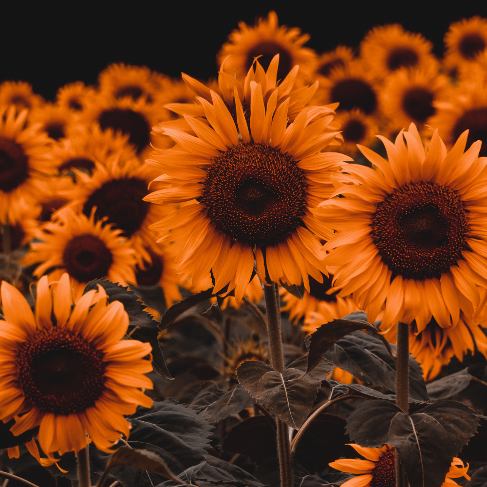 orange-sunflower-flower-