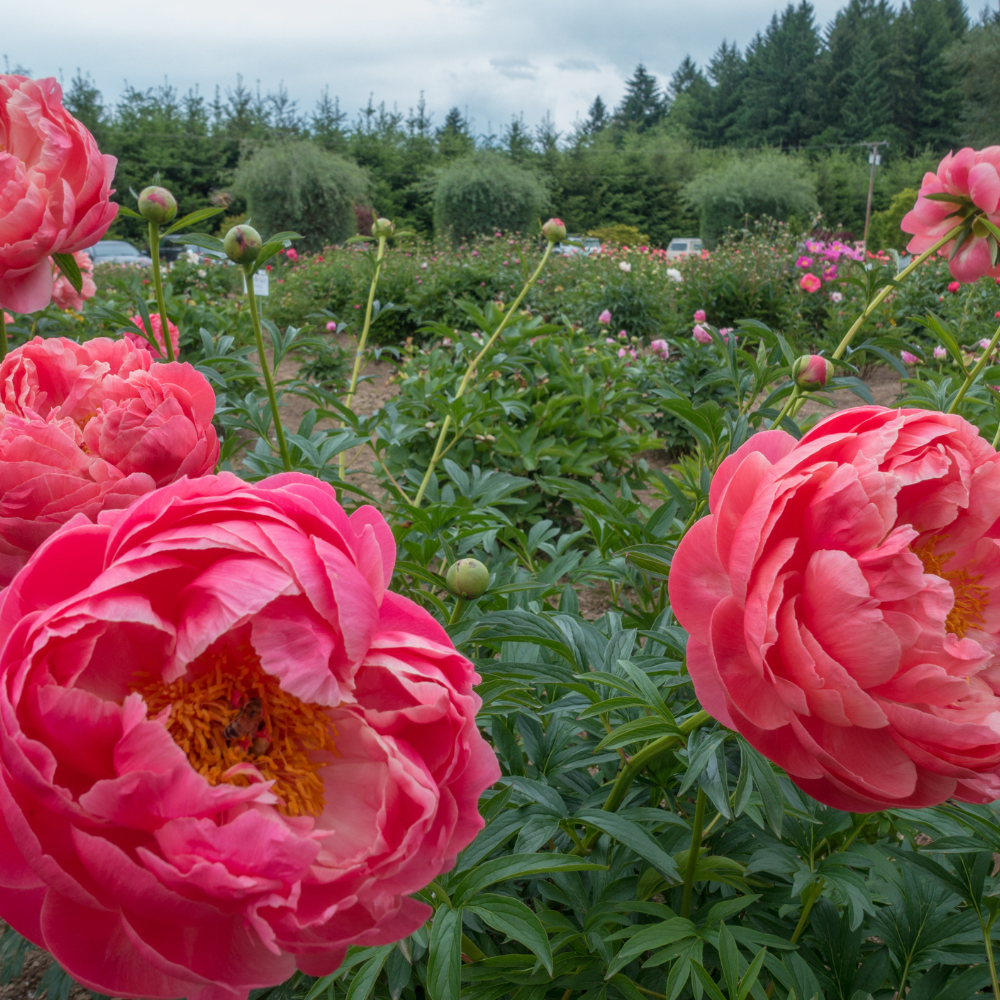 peony-grow-