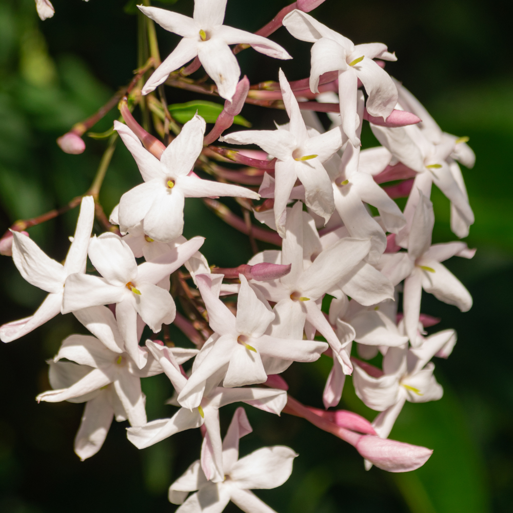 pink-jasmine-flower-
