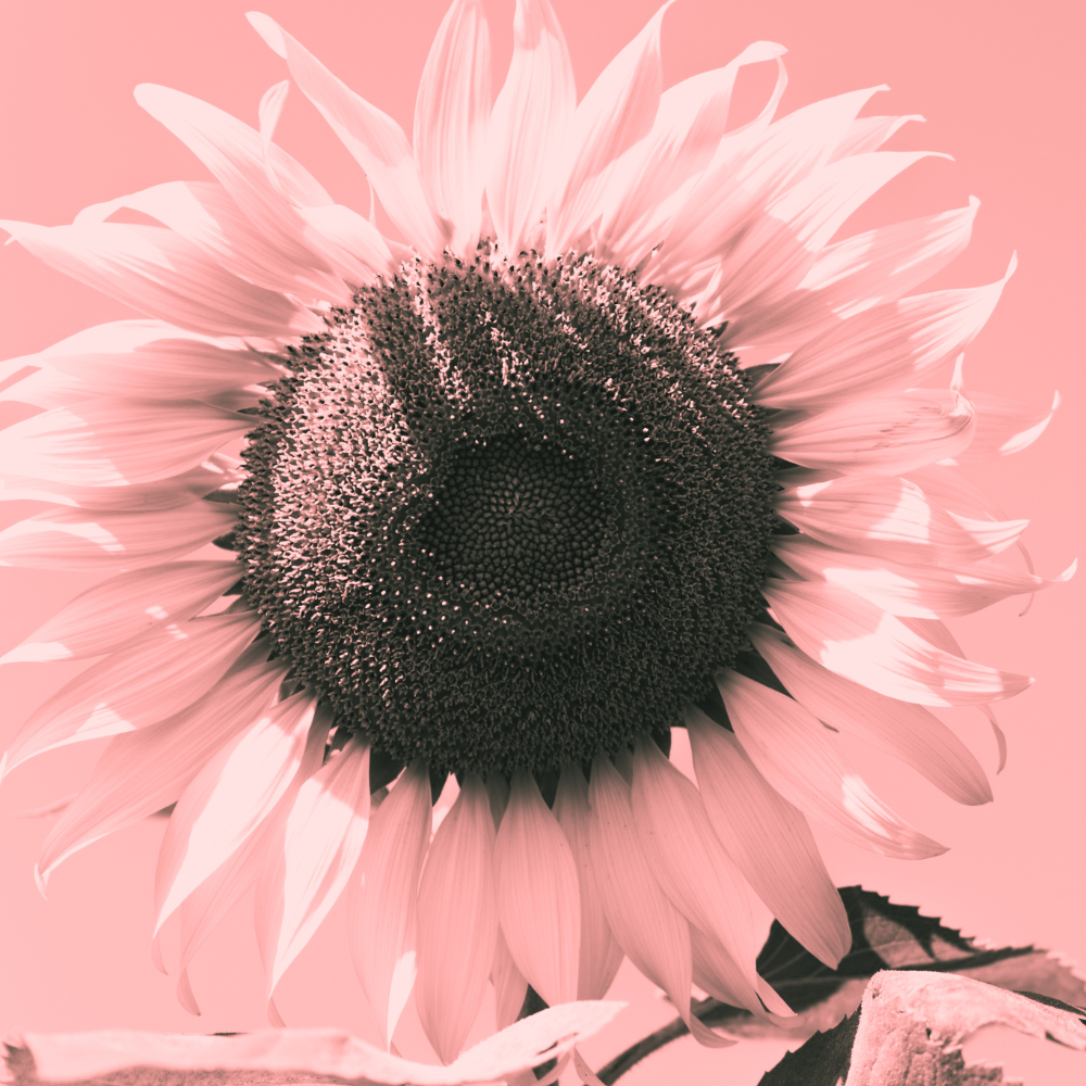 pink-sunflower-flower-