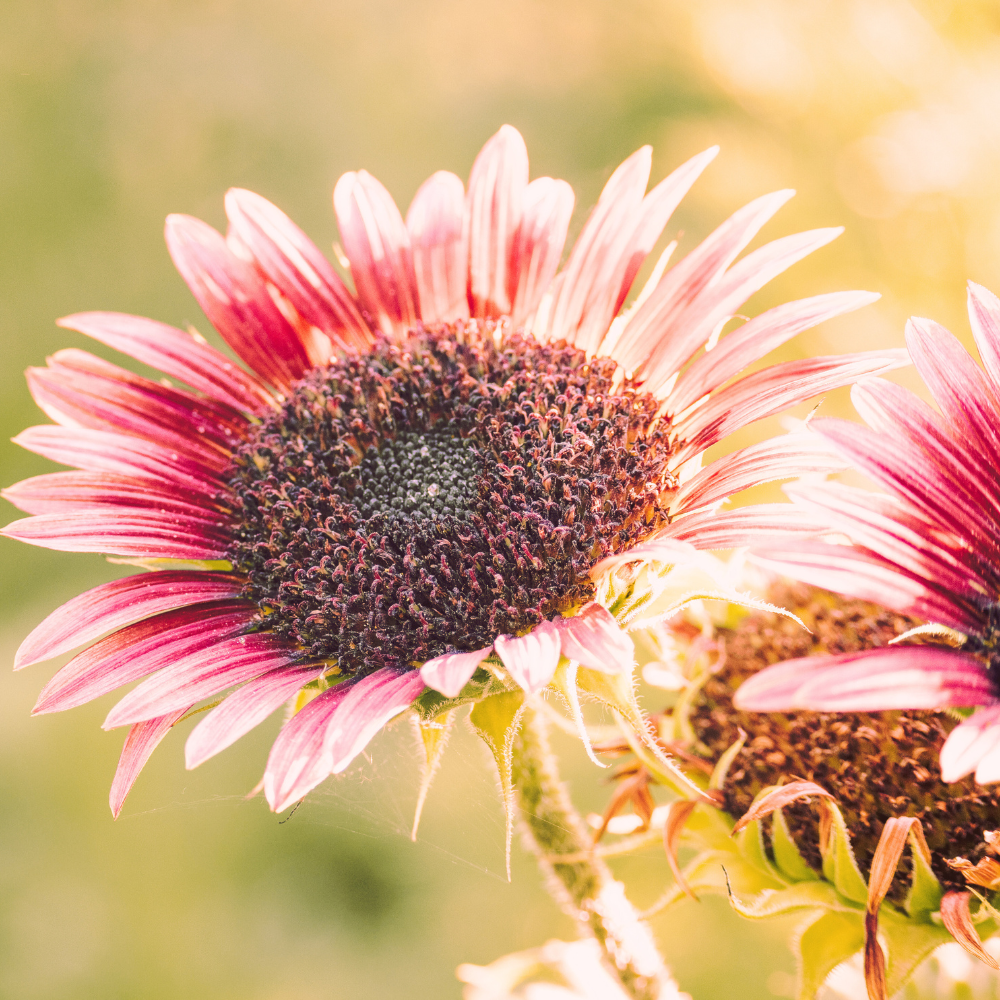 pink-sunflower-flower-