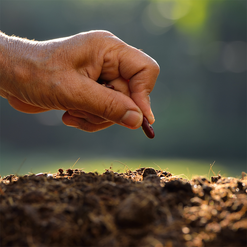planting-wildflower-seeds