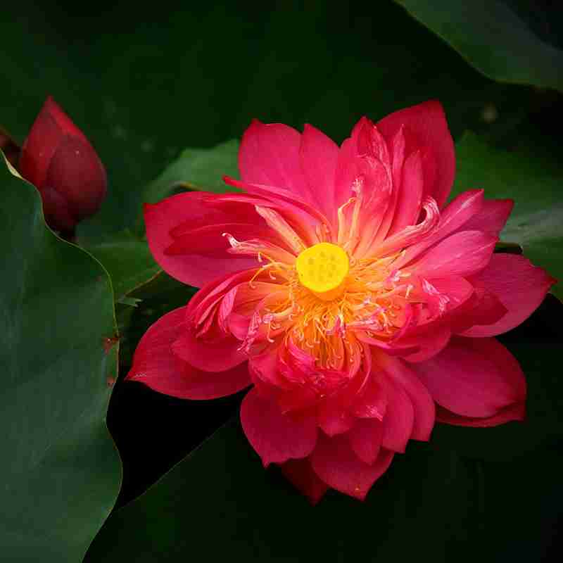 Red-Lotus-Flower