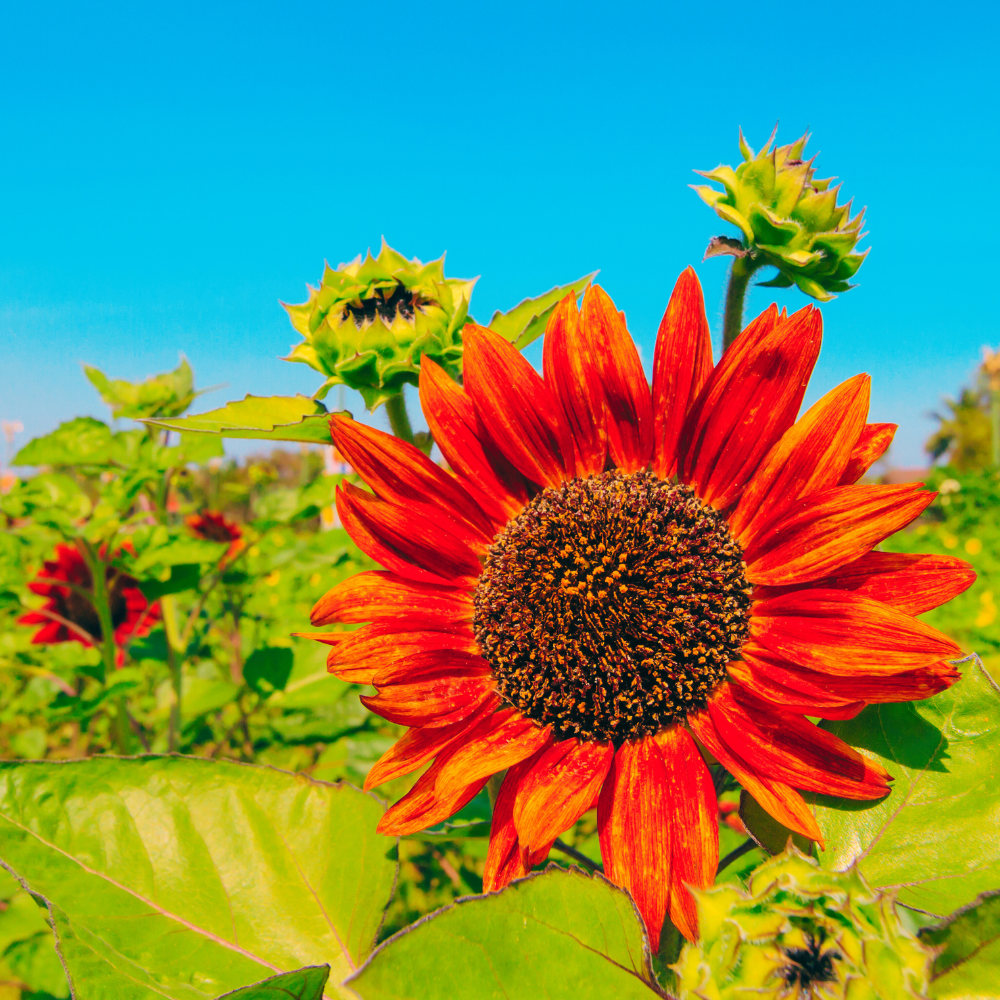 red-sunflower-flower-