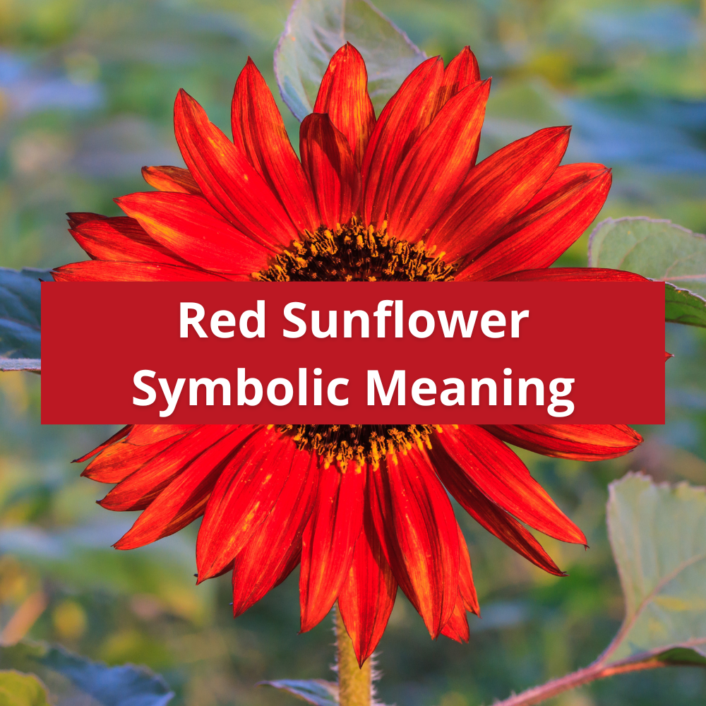 red-sunflower-flower-symbolic-meaning-