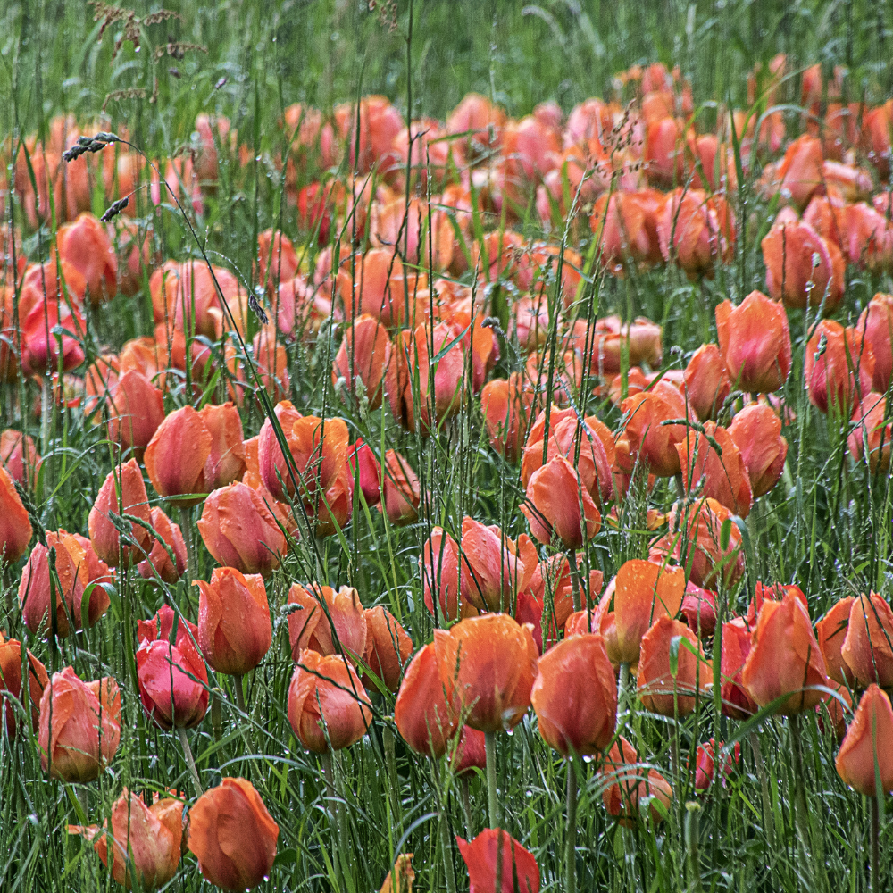 salmon-tulip-flower