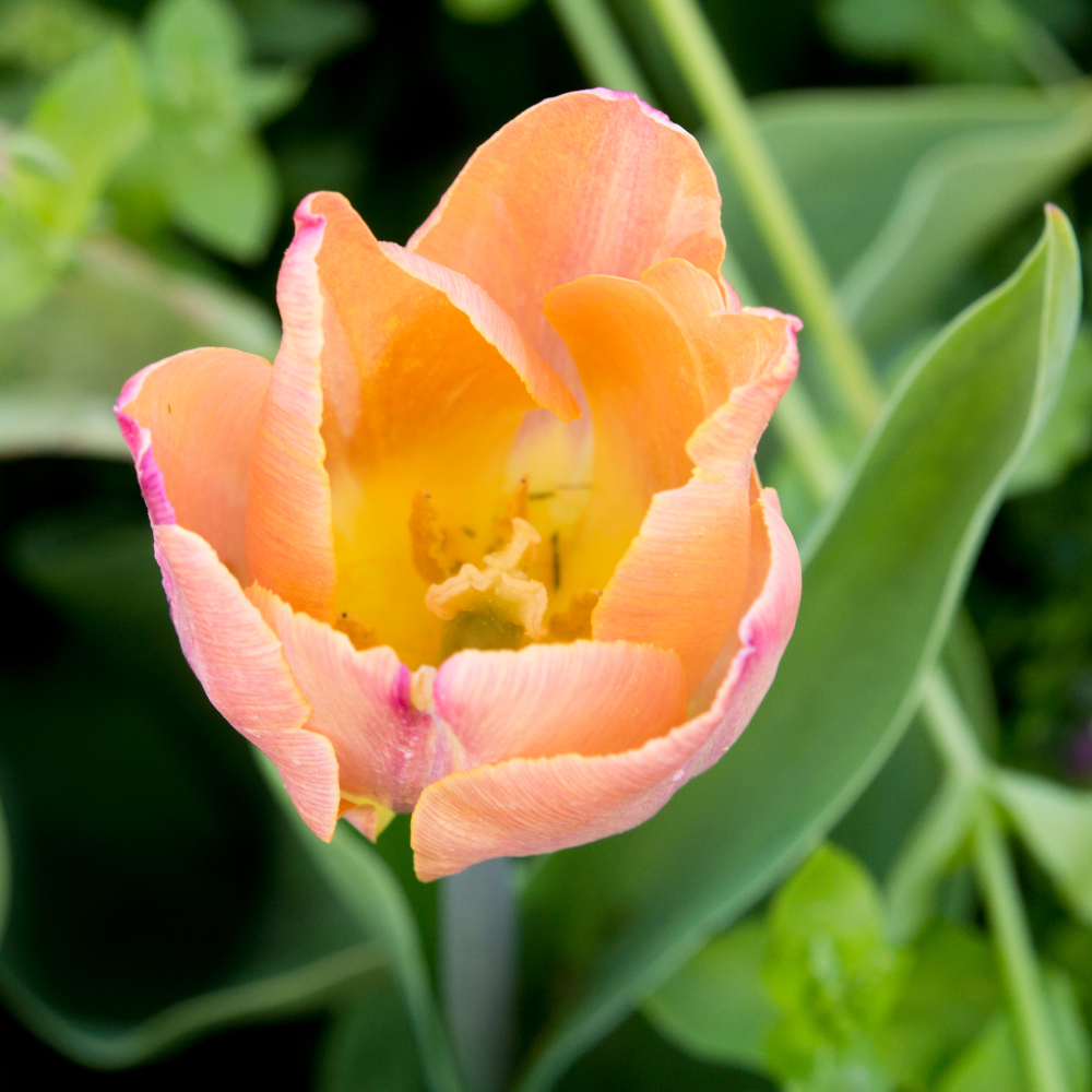 salmon-tulip-flower