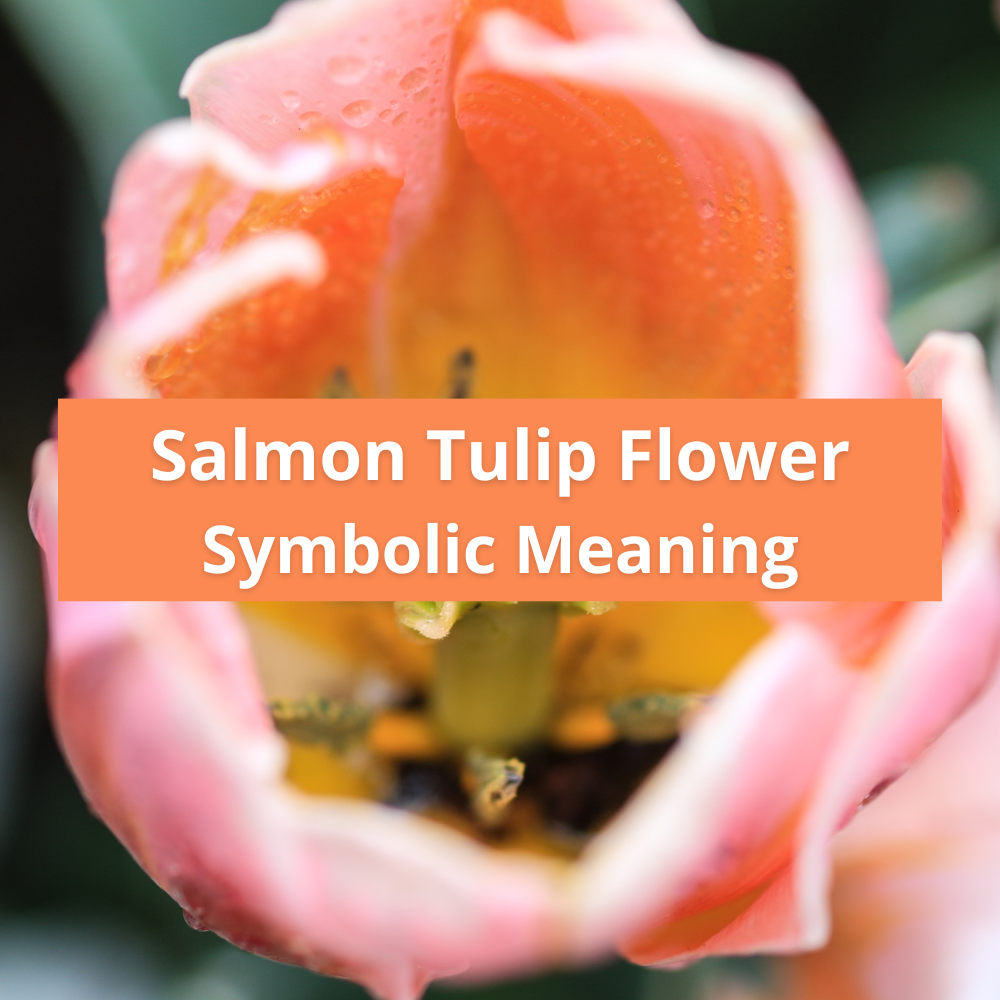 salmon-tulip-flower-symbolic-meaning