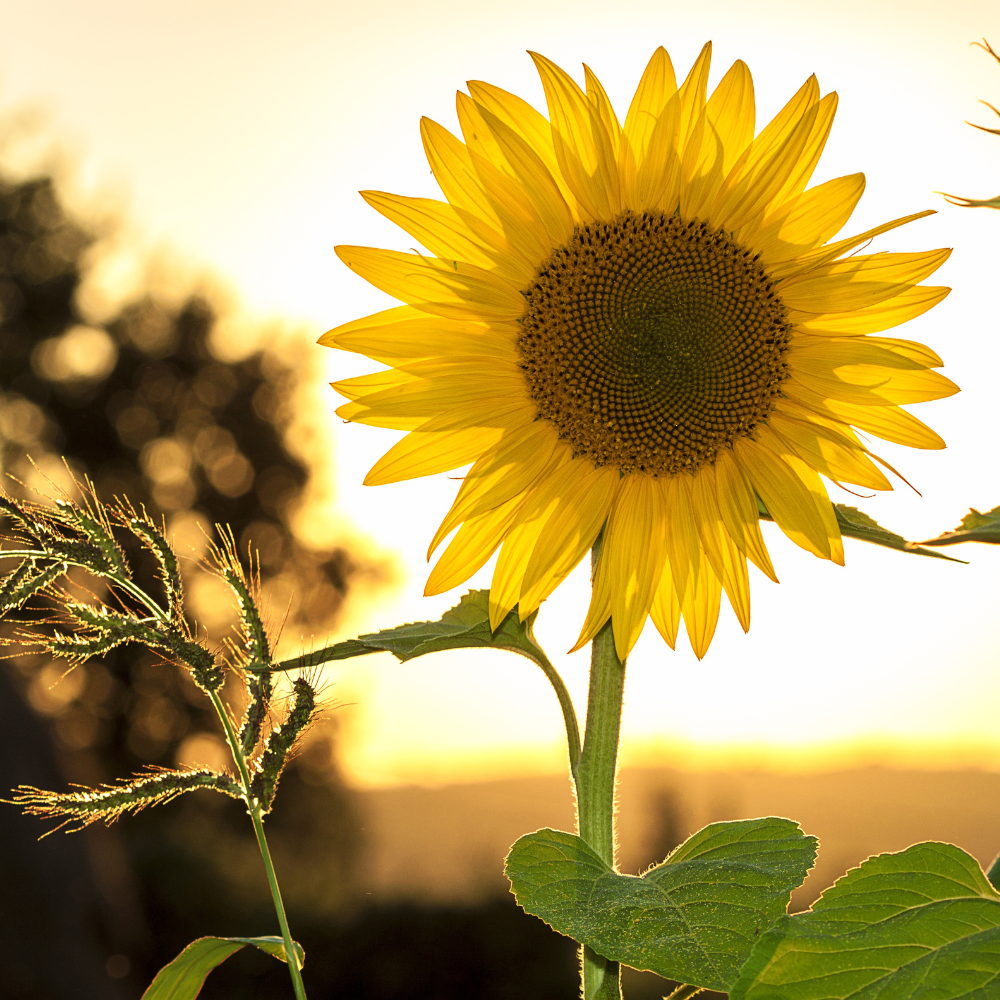 sunflower-grow-