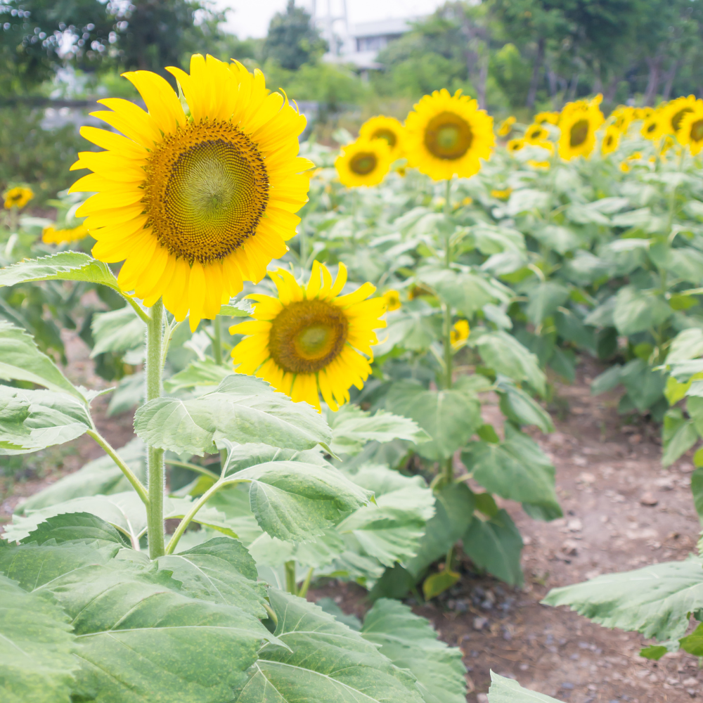 sunflower-grow-