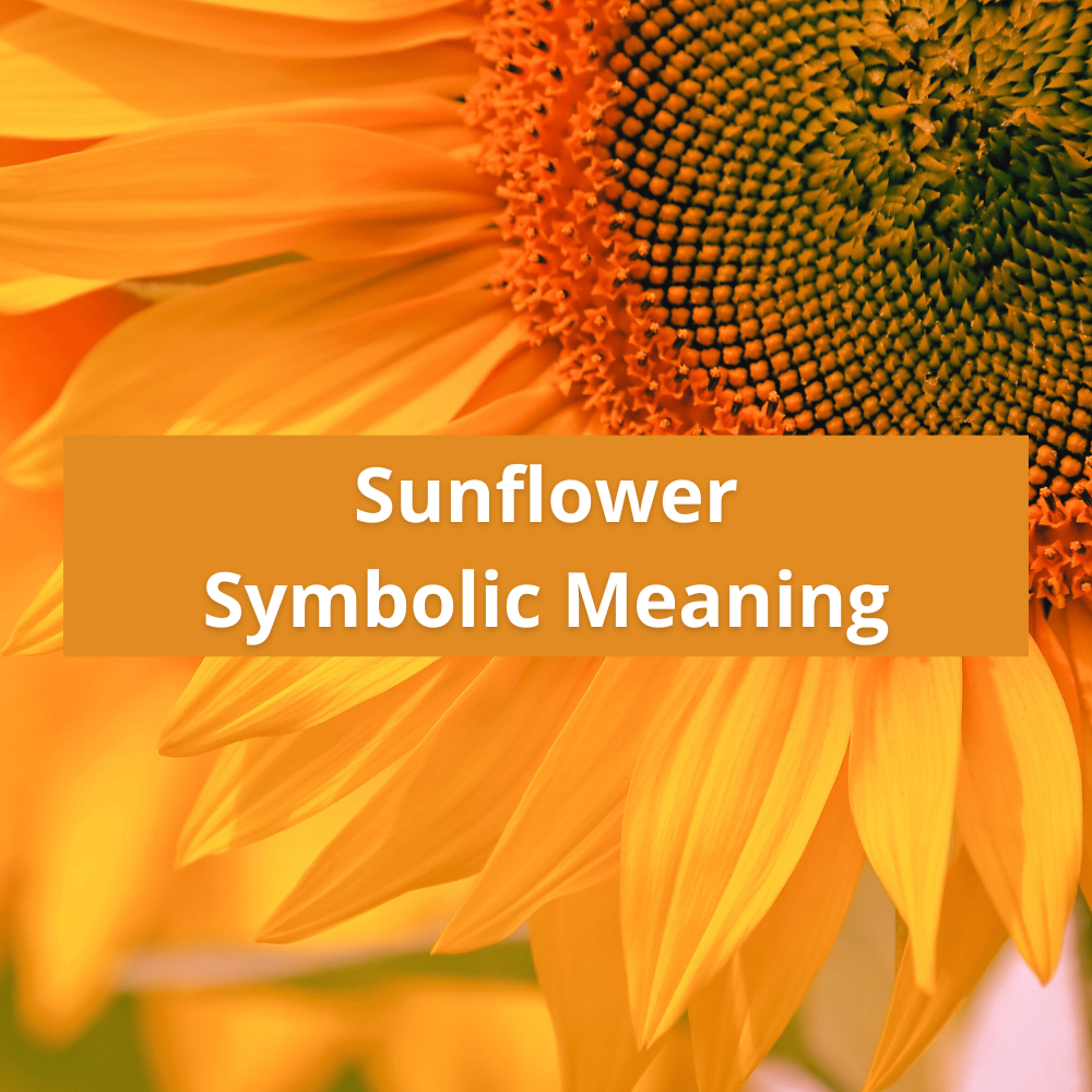 sunflower-symbolic-meaning-