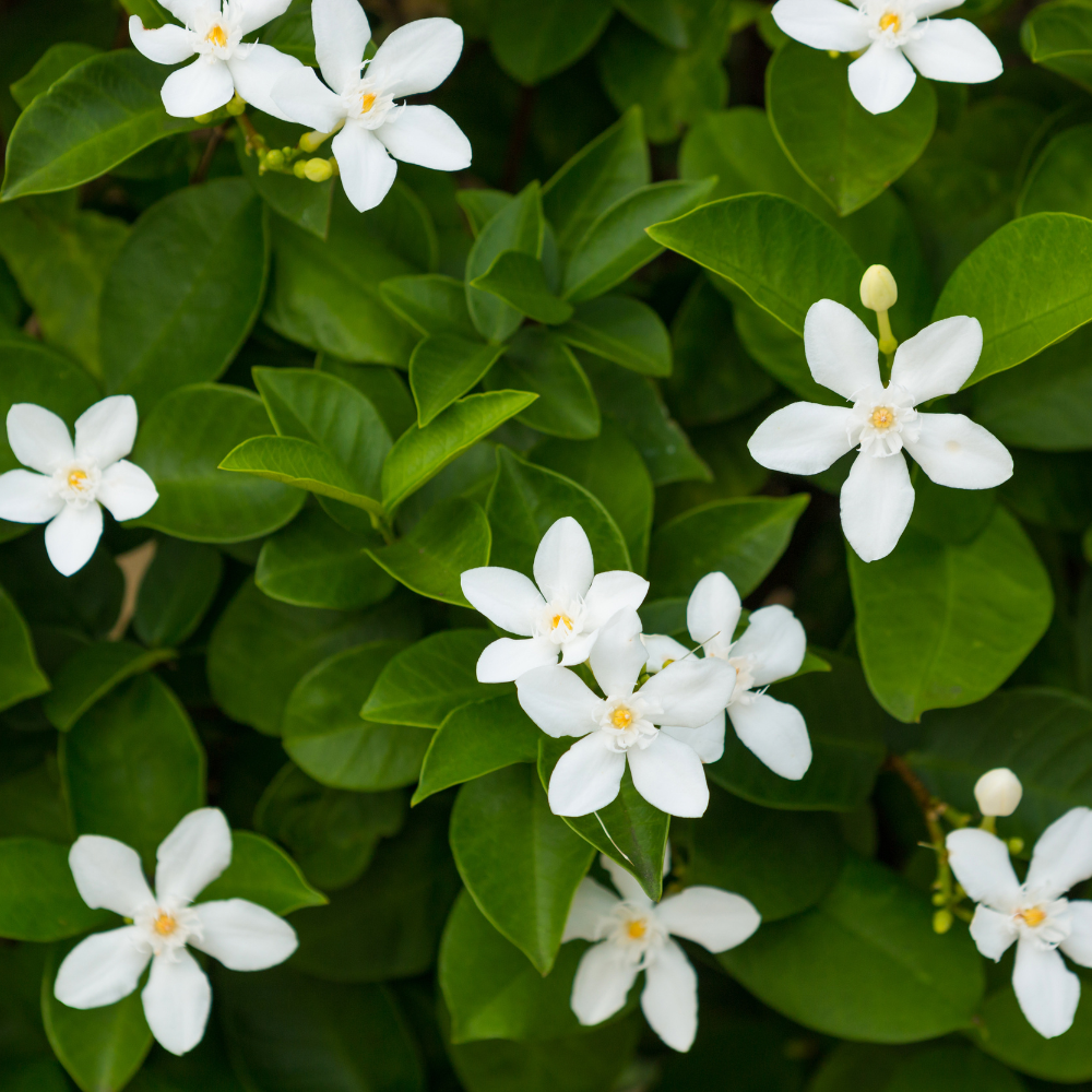 white-jasmine-flower-