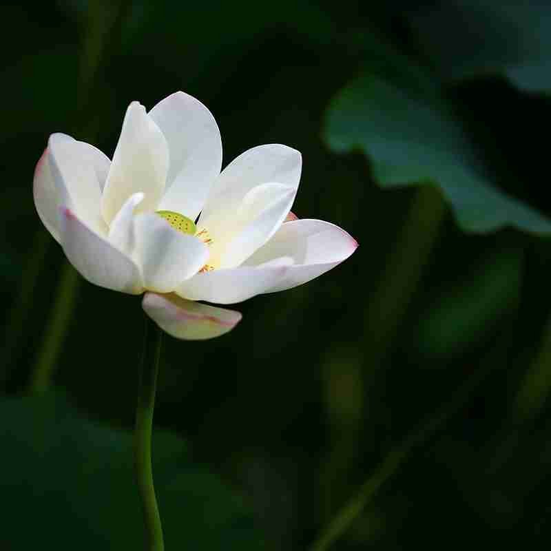 white-lotus-flower