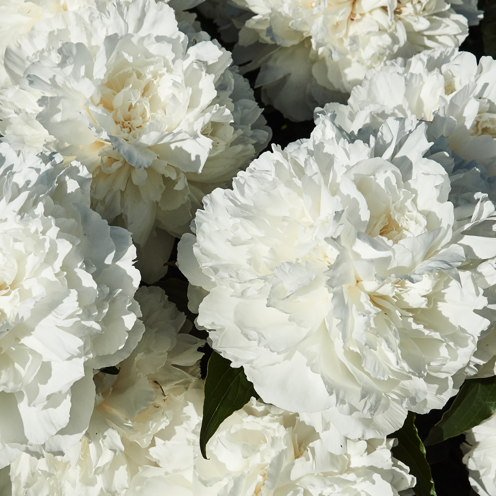 white-peony-flower-