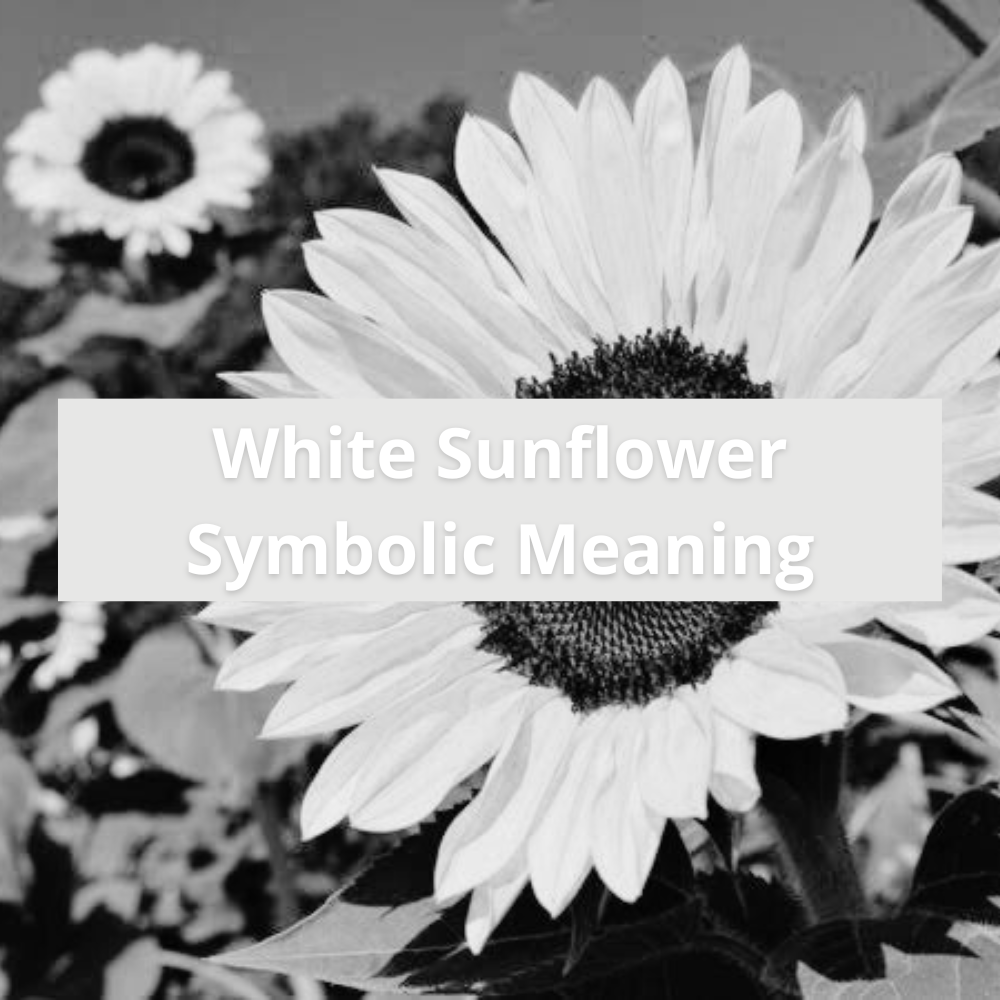 white-sunflower-flower-symbolic-meaning-