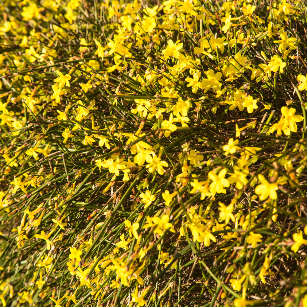 yellow-jasmine-flower-