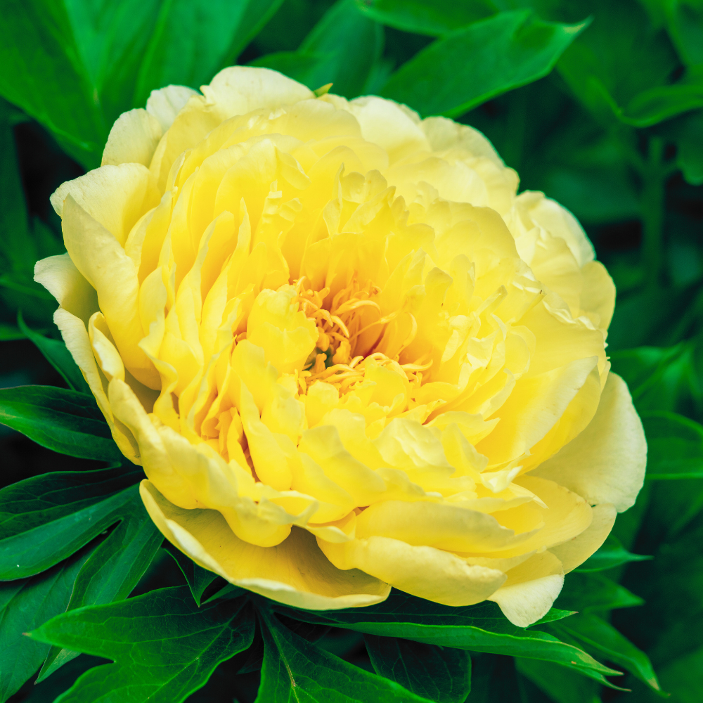 yellow-peony-flower-
