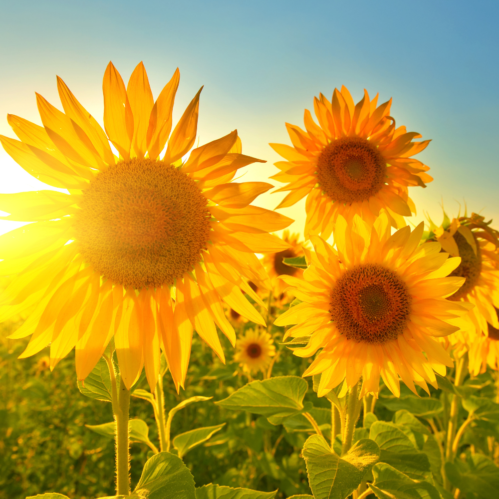 yellow-sunflower-flower-