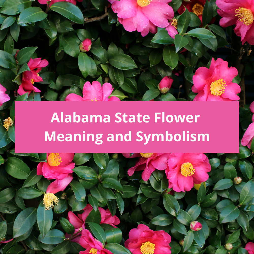 Alabama-State-Flower-Meaning-and-Symbolism