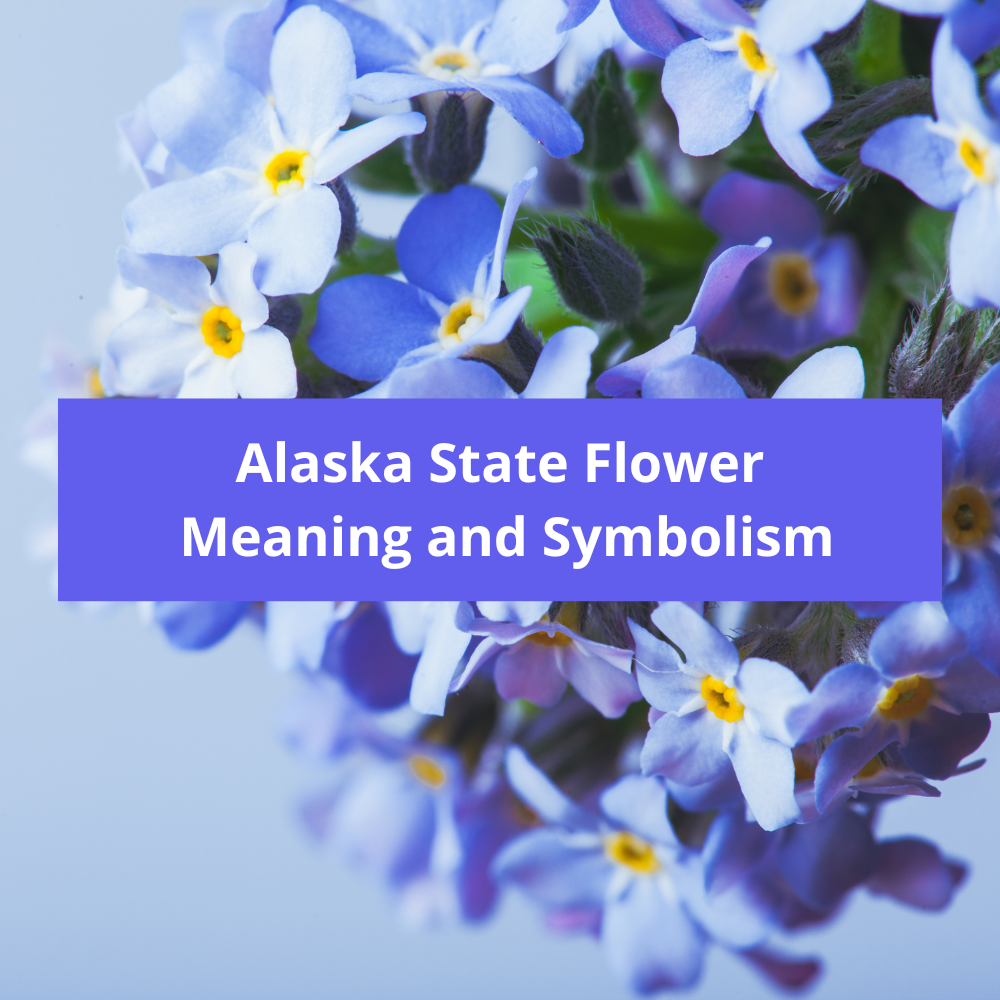 Alaska-State-Flower-Meaning-and-Symbolism