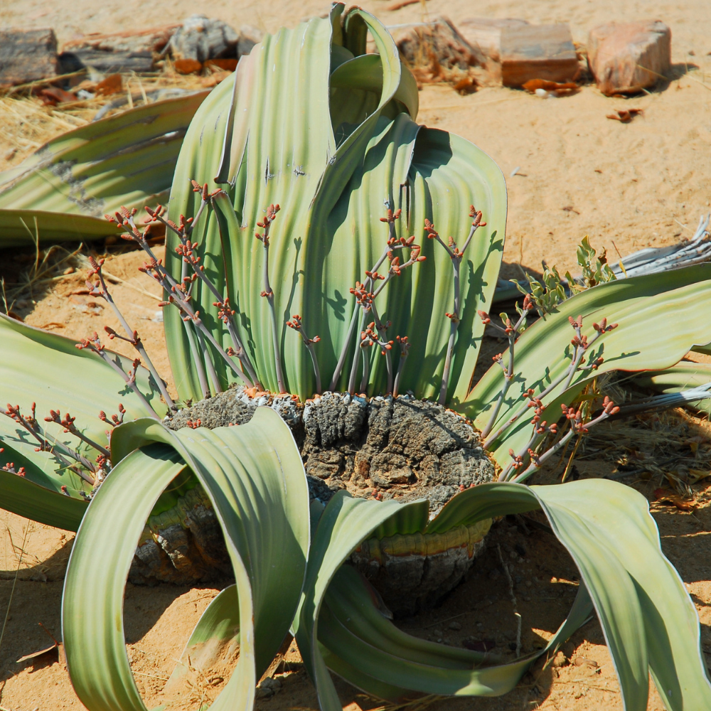 Angola-Welwitschia