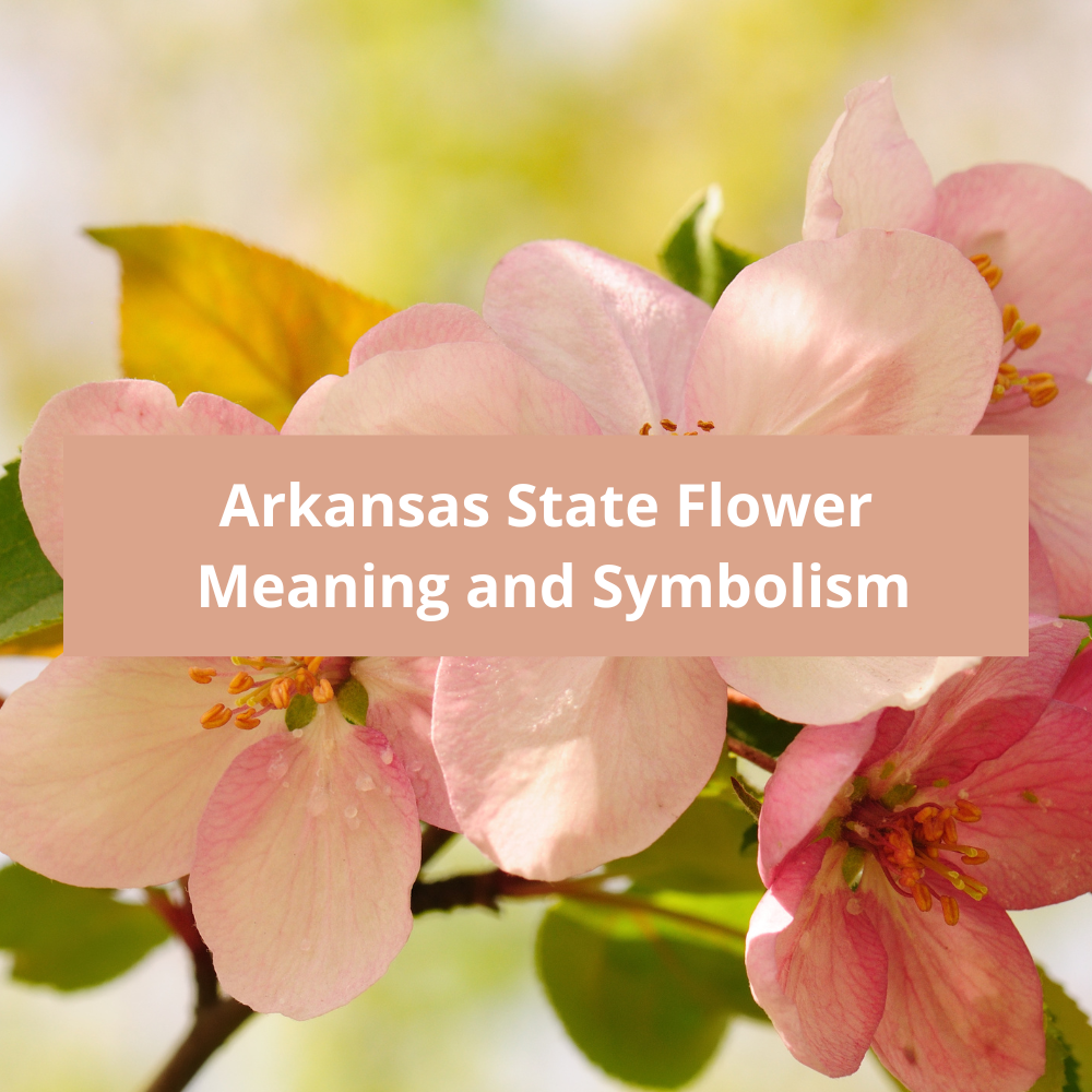 Arkansas-State-Flower-Meaning-and-Symbolism