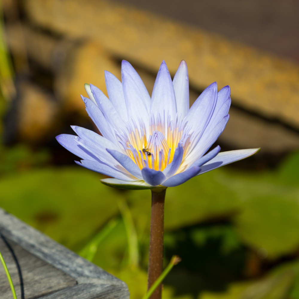 Blue-Water-Lily
