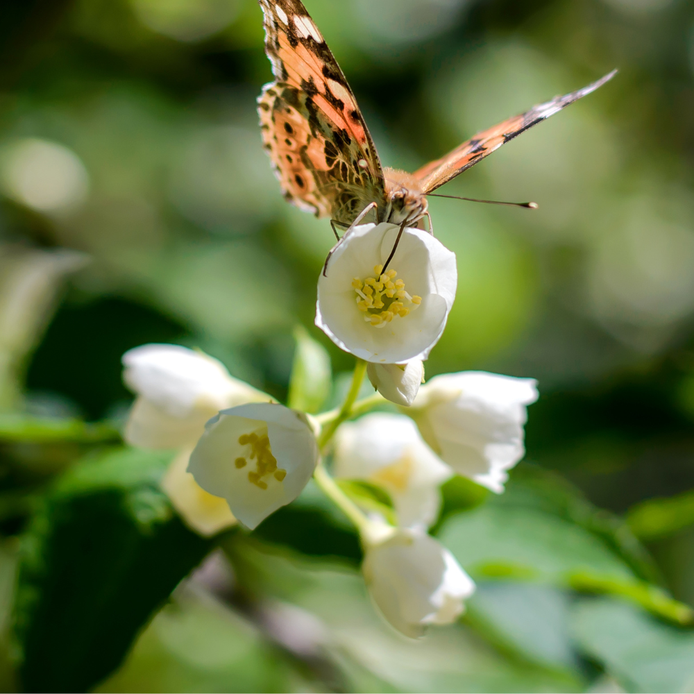 Butterfly Jasmine
