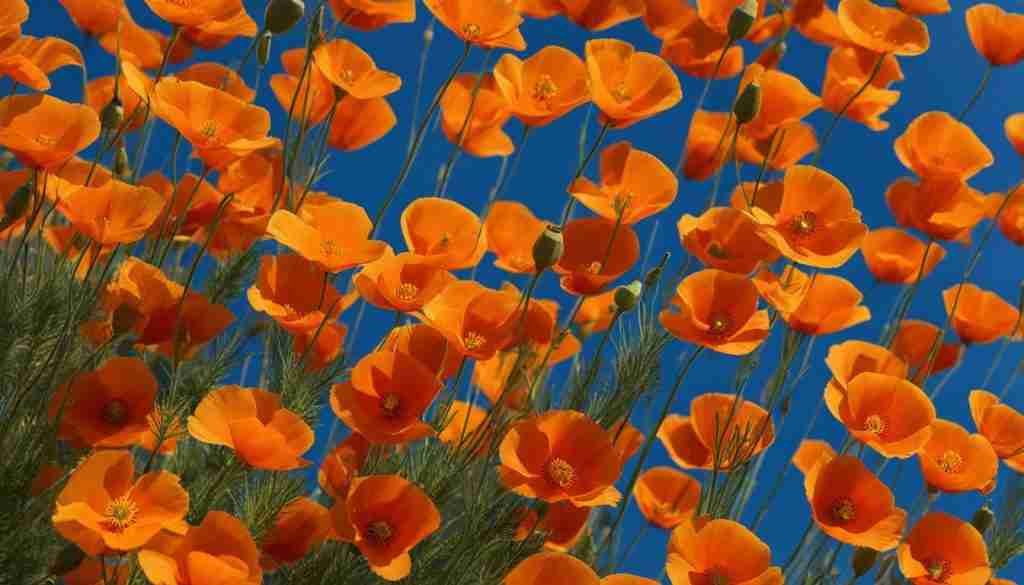 California Poppy in bloom