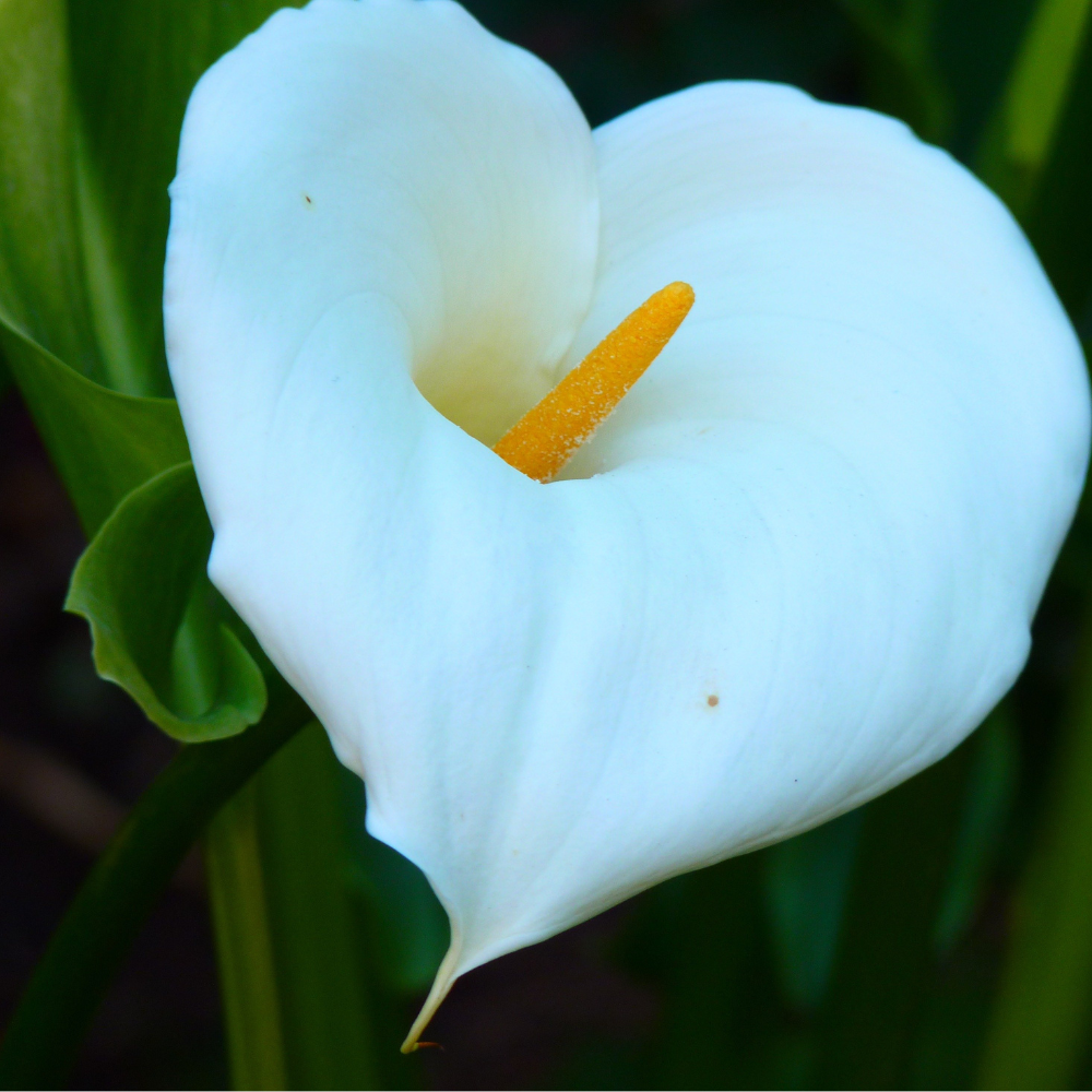Calla-Lily