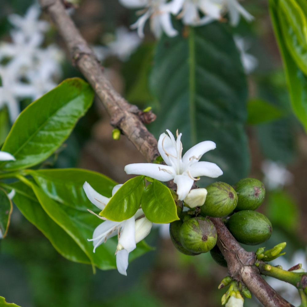 Coffee-Arabica-blossoms