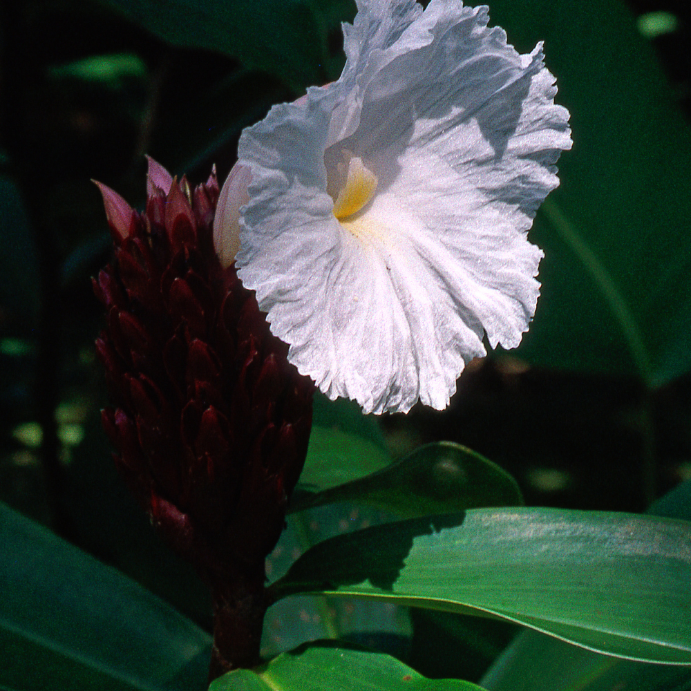 Costus-spectabilis