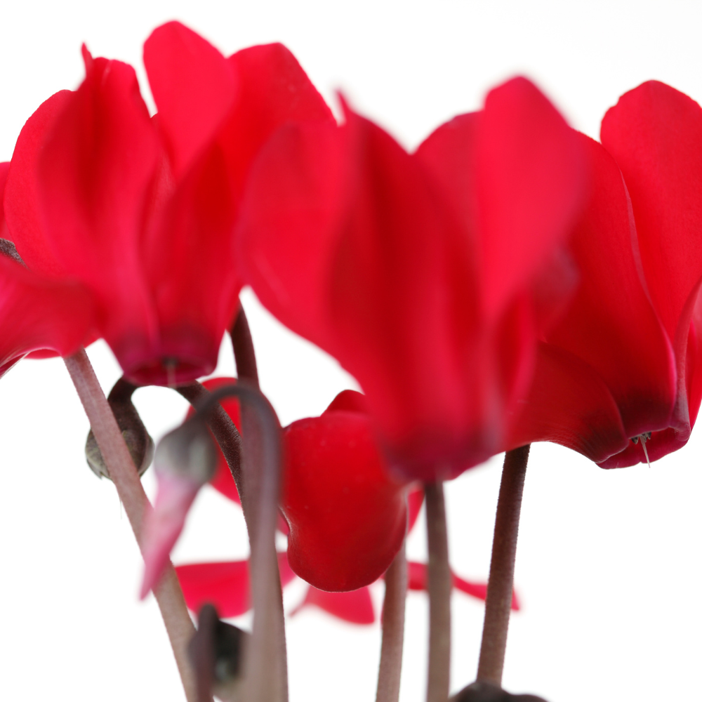 Cyclamen-libanoticum