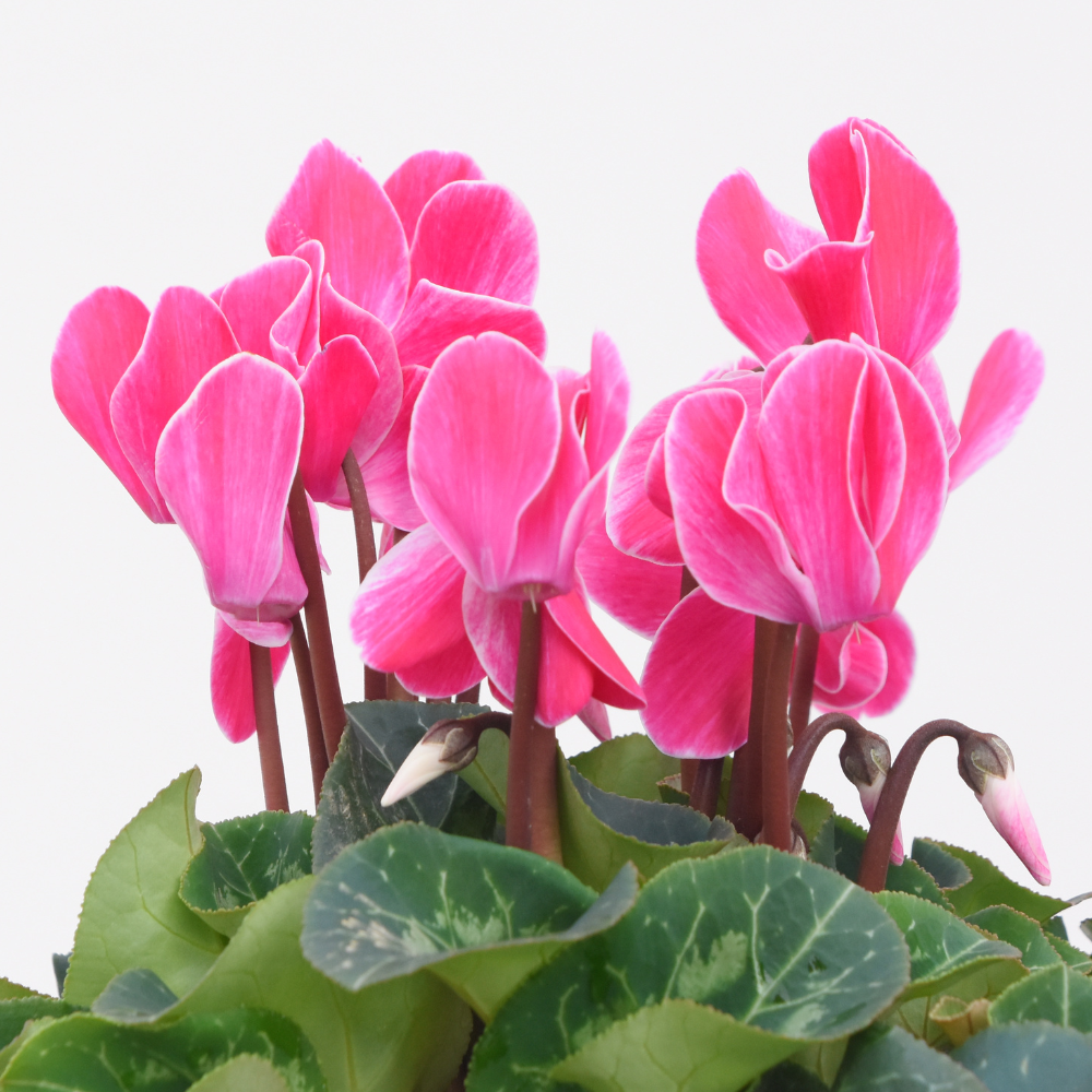Cyclamen