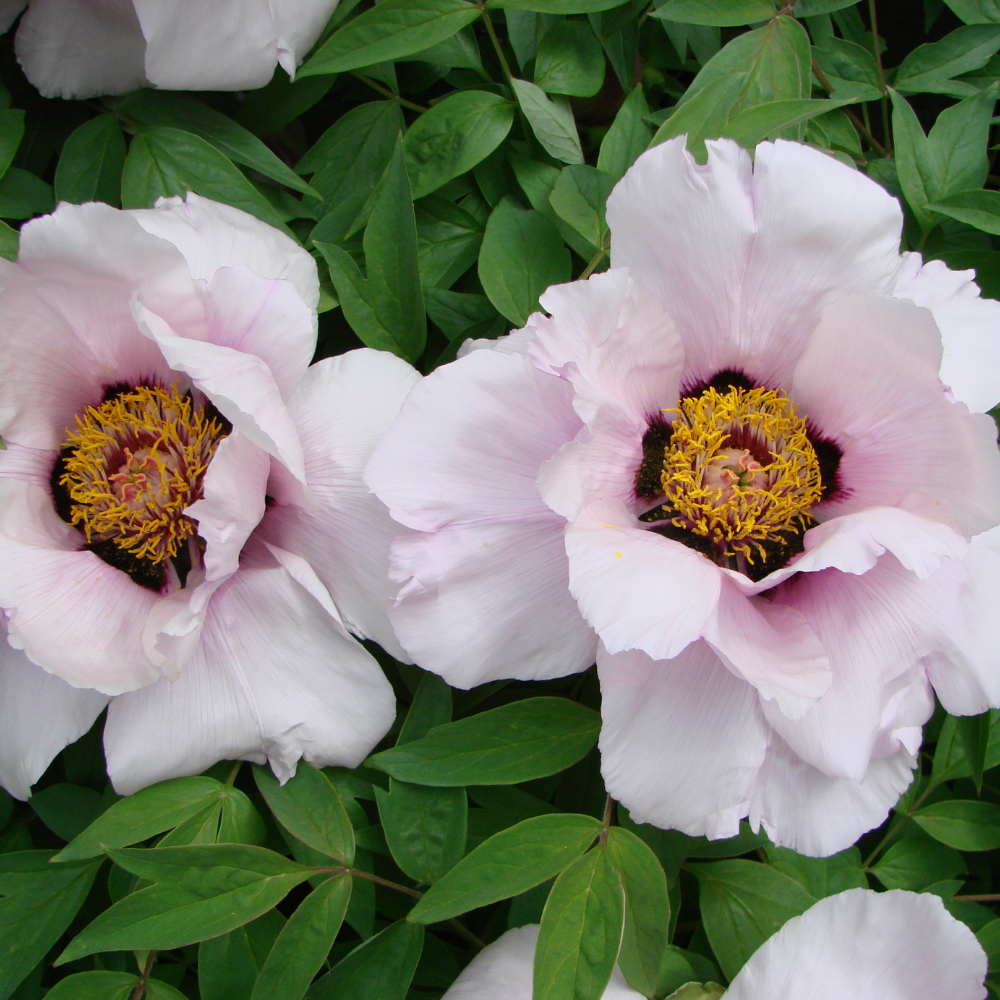 Dillenia-Suffruticosa