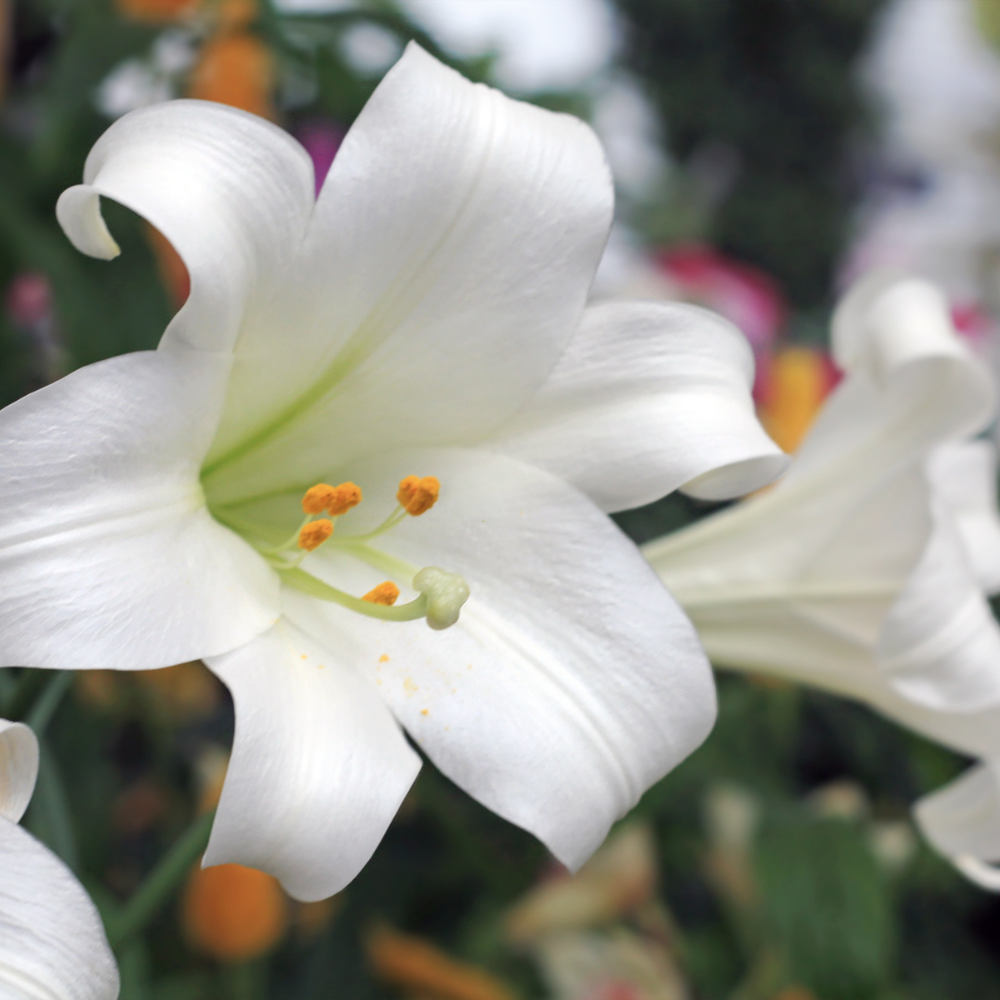 Easter-lily