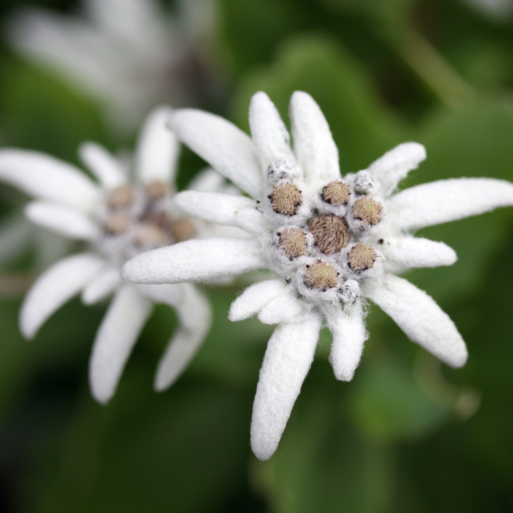Edelweiss