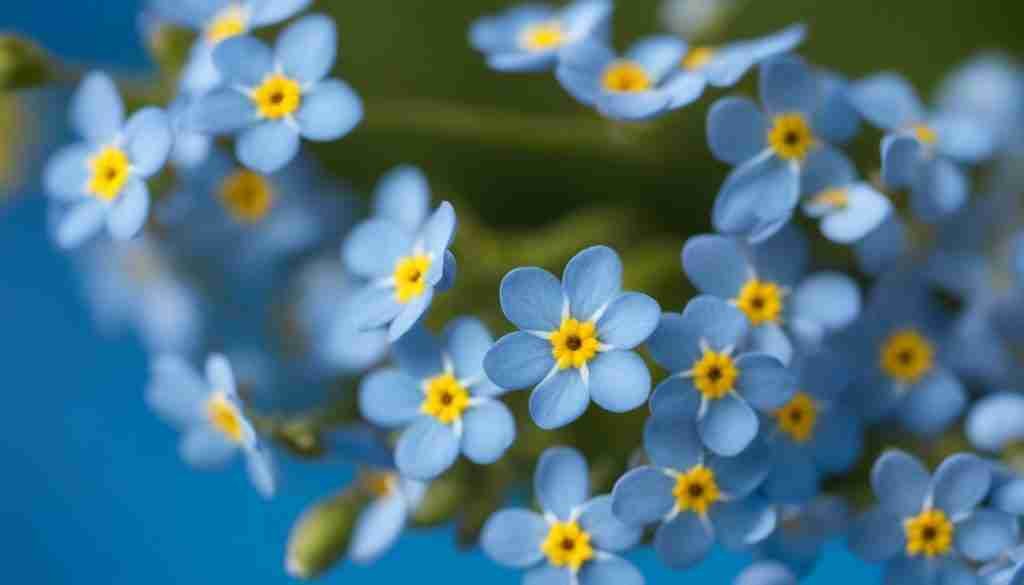 Forget-Me-Not Symbolism