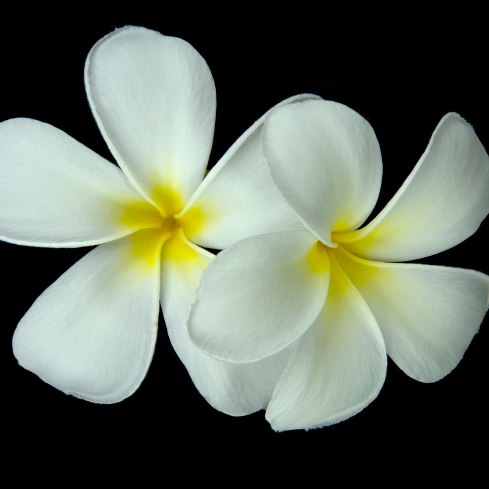 Frangipani