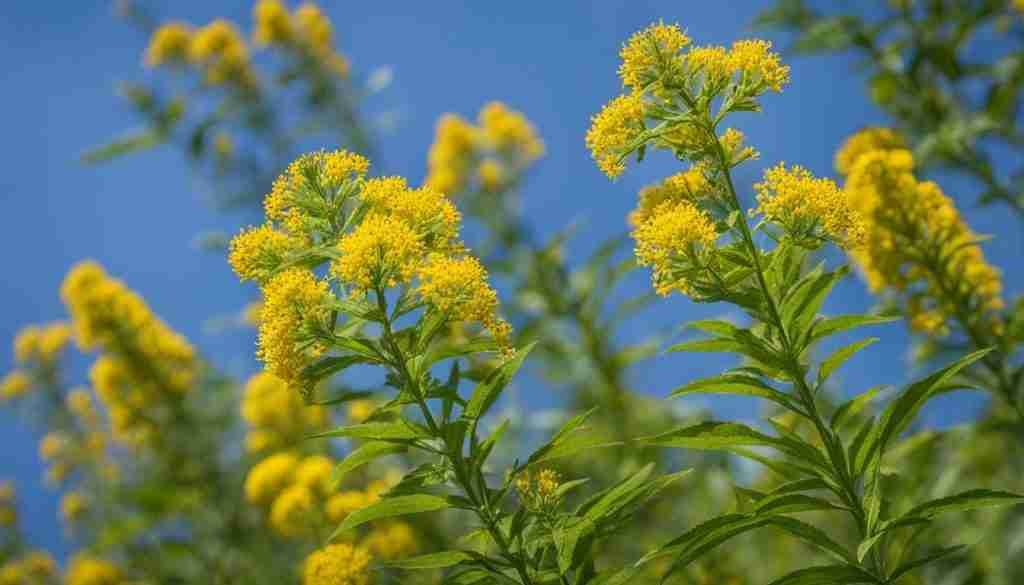 Giant Goldenrod