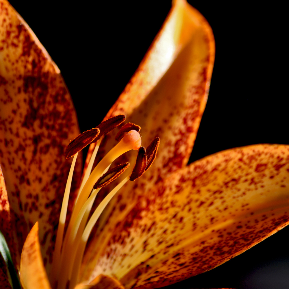 Golden-lily