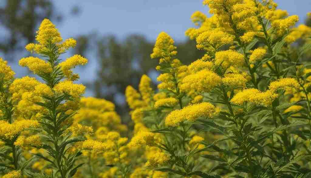 Goldenrod's Versatility and Uses