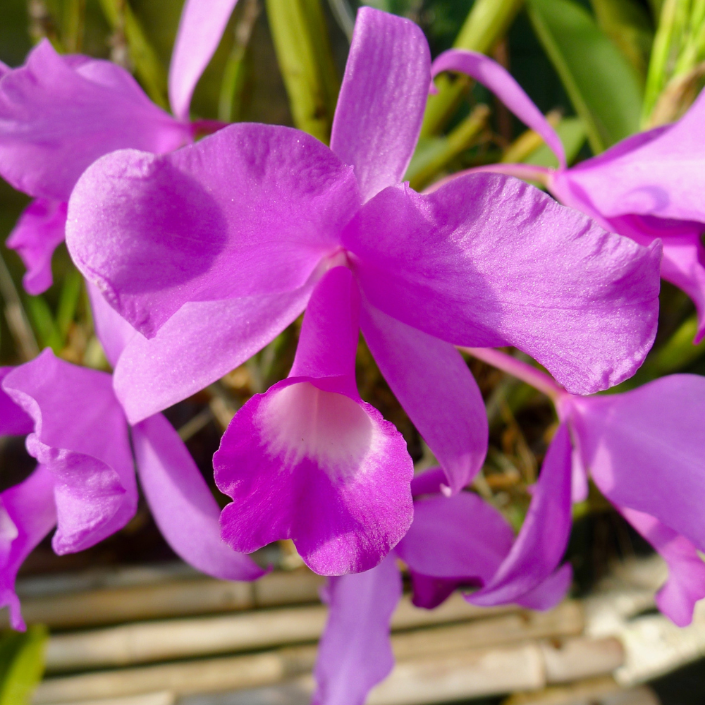 Guaría-Morada-orchid