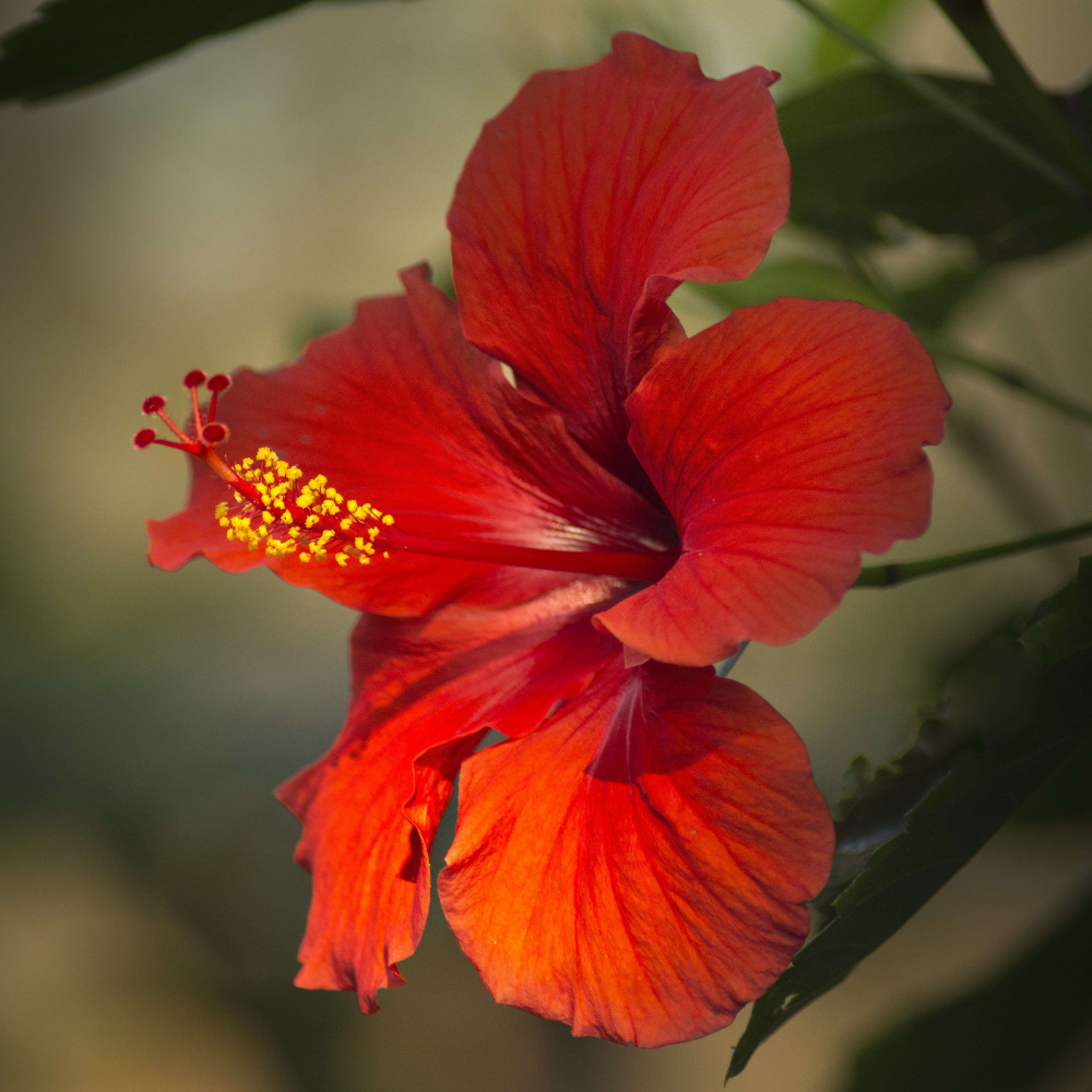  Hibiscus