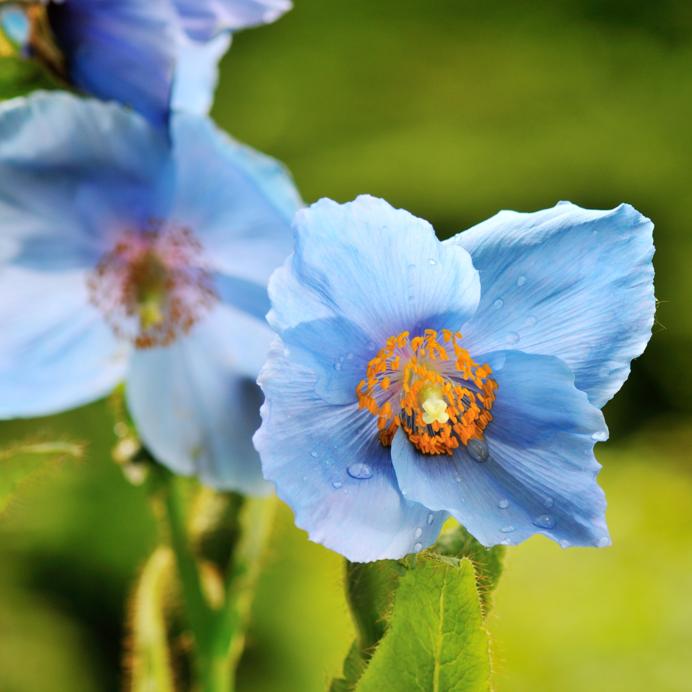 Himalayan-blue-poppy