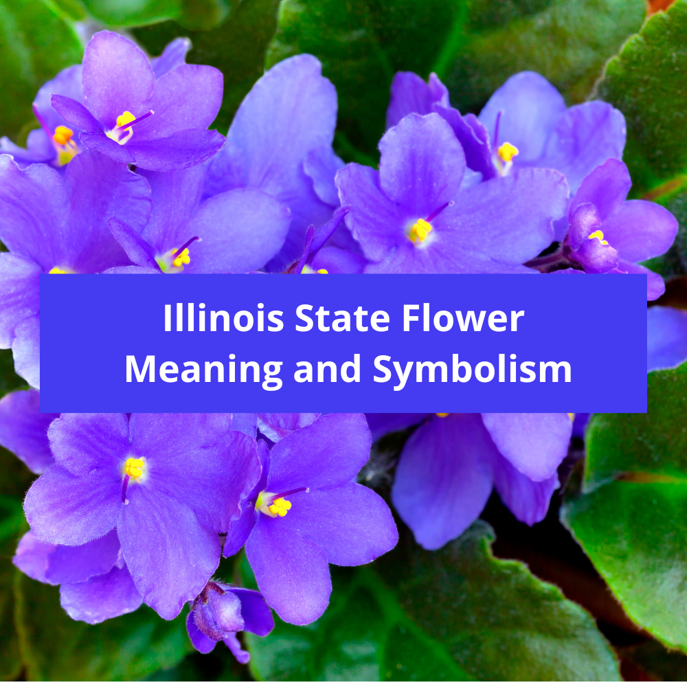 Illinois-State-Flower-Meaning-and-Symbolism